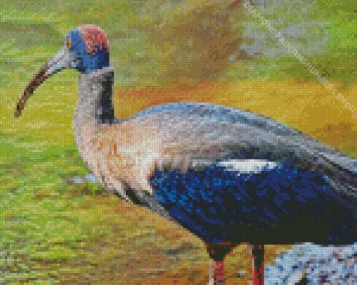 Black And Red Ibis Diamond Painting