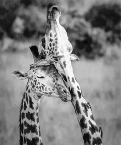 Black And White Giraffes Diamond Painting