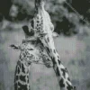 Black And White Giraffes Diamond Painting
