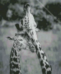 Black And White Giraffes Diamond Painting