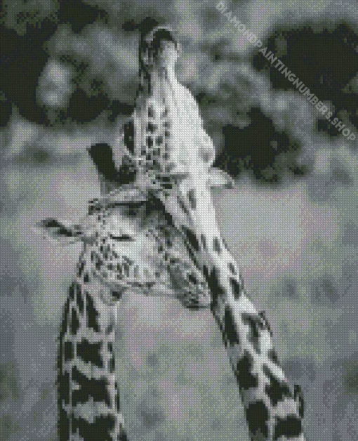 Black And White Giraffes Diamond Painting