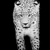 Black And White Leopard Diamond Painting