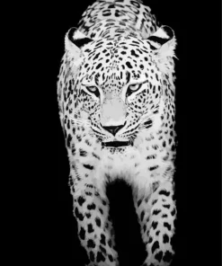 Black And White Leopard Diamond Painting