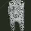 Black And White Leopard Diamond Painting