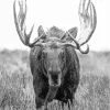 Black And White Moose Diamond Painting