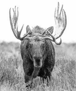 Black And White Moose Diamond Painting
