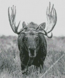 Black And White Moose Diamond Painting