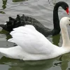 Black And White Swan Diamond Painting