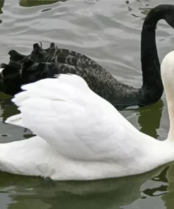 Black And White Swan Diamond Painting