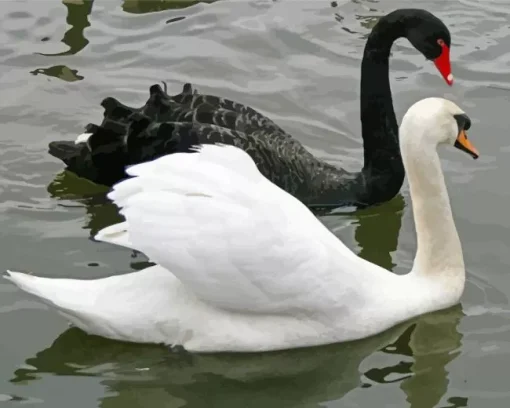 Black And White Swan Diamond Painting