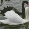 Black And White Swan Diamond Painting