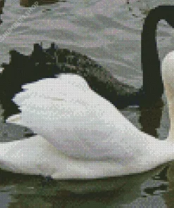 Black And White Swan Diamond Painting