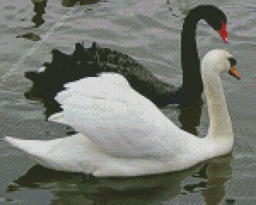 Black And White Swan Diamond Painting