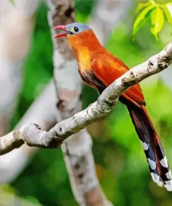 Black Billed Cuckoo Diamond Painting