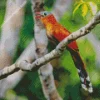 Black Billed Cuckoo Diamond Painting