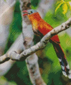 Black Billed Cuckoo Diamond Painting