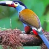 Black Billed Mountain Toucan Diamond Painting