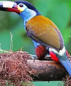 Black Billed Mountain Toucan Diamond Painting
