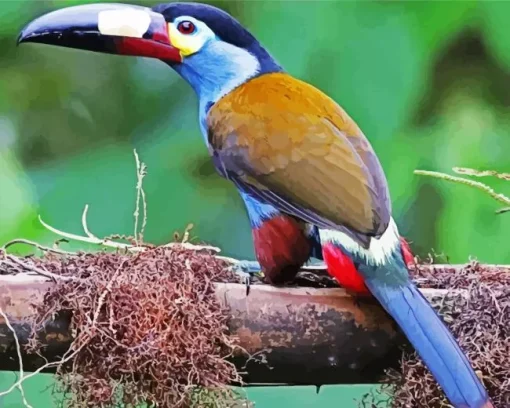 Black Billed Mountain Toucan Diamond Painting