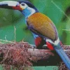 Black Billed Mountain Toucan Diamond Painting