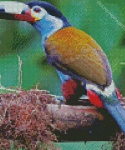 Black Billed Mountain Toucan Diamond Painting