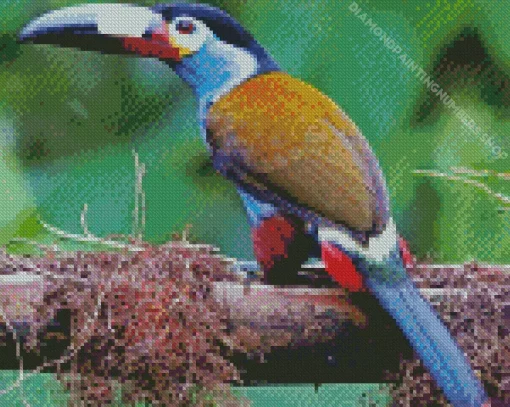 Black Billed Mountain Toucan Diamond Painting