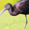 Black Ibis Bird Diamond Painting