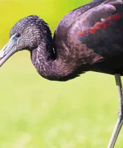 Black Ibis Bird Diamond Painting