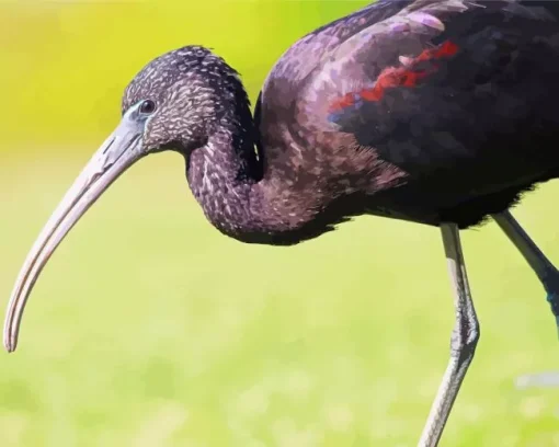 Black Ibis Bird Diamond Painting