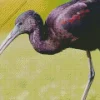 Black Ibis Bird Diamond Painting