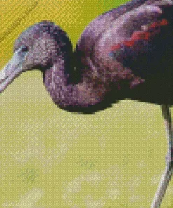 Black Ibis Bird Diamond Painting