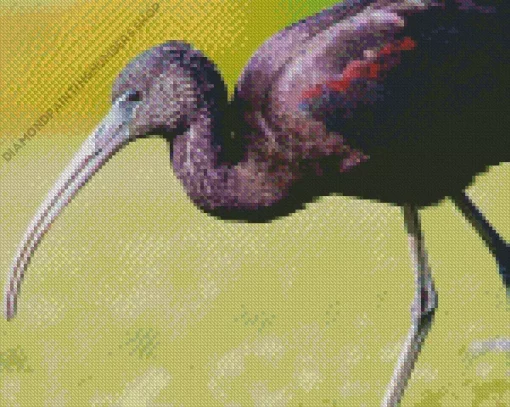 Black Ibis Bird Diamond Painting