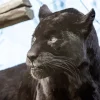 Black Jaguar Diamond Painting