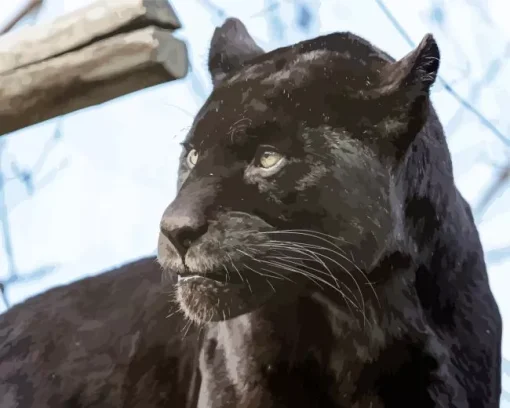 Black Jaguar Diamond Painting