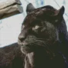 Black Jaguar Diamond Painting