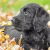 Black Mini Labradoodle Diamond Painting