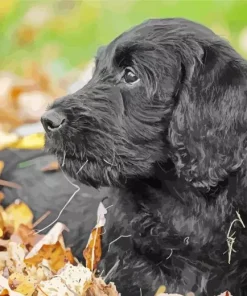 Black Mini Labradoodle Diamond Painting