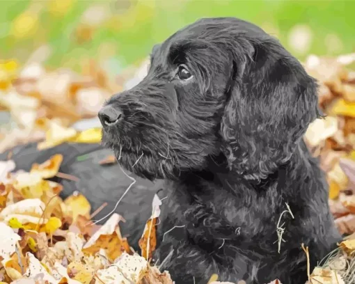 Black Mini Labradoodle Diamond Painting
