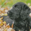 Black Mini Labradoodle Diamond Painting
