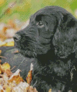 Black Mini Labradoodle Diamond Painting