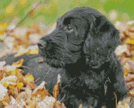 Black Mini Labradoodle Diamond Painting
