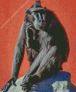 Black Monkey Diamond Painting