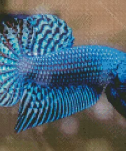 Blue Betta Fish Art Diamond Painting