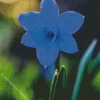 Blue Daffodil Diamond Painting