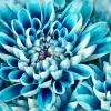 Blue Dahlia Diamond Painting