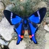 Blue Doctor Butterfly Diamond Painting