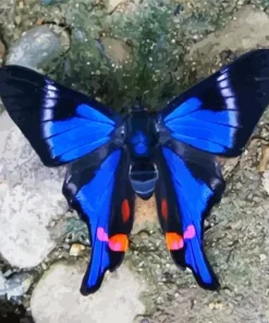 Blue Doctor Butterfly Diamond Painting
