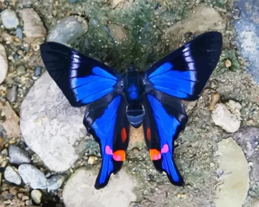 Blue Doctor Butterfly Diamond Painting