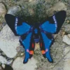 Blue Doctor Butterfly Diamond Painting