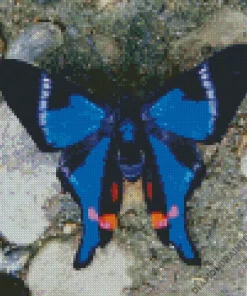 Blue Doctor Butterfly Diamond Painting